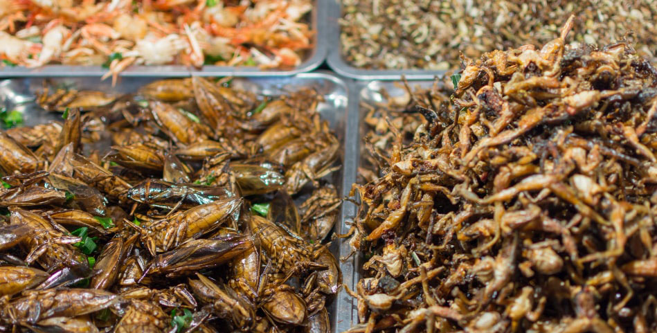 dégustation d'insecte pour Halloween